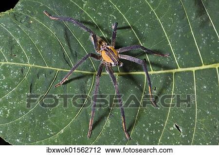 "Wolf Spider (Lycosidae) in rainforest, Costa Rica, Central America, North America" View Large Photo Image Stock Image - "Wolf Spider (Lycosidae) in rainforest, Costa Rica, Central America, North America". Fotosearch
