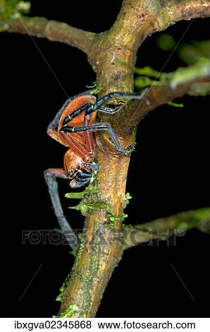 "Wolf spider (Lycosidae spec. ), aposematism, Tiputini rainforest, Yasuni National Park, Ecuador, South America" View Large Photo Image Stock Photo - "Wolf spider (Lycosidae spec. ), aposematism, Tiputini rainforest, Yasuni National Park, Ecuador, South America". Fotosearch
