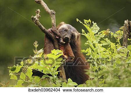 "Wolverine (Gulo gulo) feeding on deerskin, captive, Norway, Europe" View Large Photo Image Picture - "Wolverine (Gulo gulo) feeding on deerskin, captive, Norway, Europe". Fotosearch