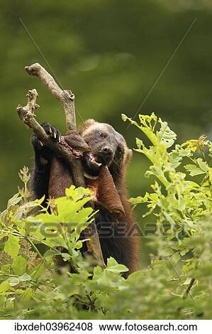 Stock Photo - "Wolverine (Gulo gulo) feeding on deerskin, captive, Norway, Europe". Fotosearch