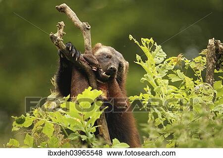 Stock Photo - "Wolverine (Gulo gulo) feeding on deerskin, captive, Norway, Europe". Fotosearch