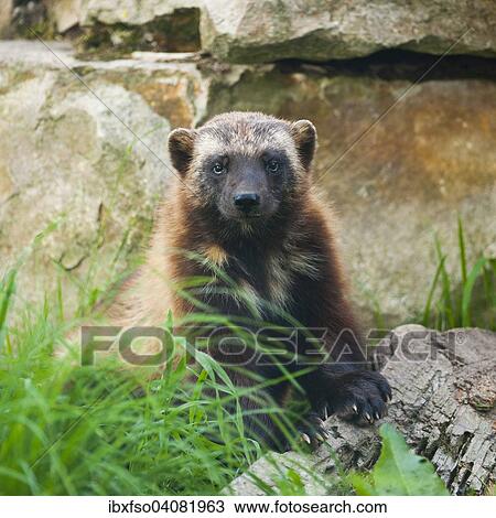 "Wolverine or Jarv (Gulo gulo), captive, Lower Saxony, Germany, Europe" View Large Photo Image Stock Image - "Wolverine or Jarv (Gulo gulo), captive, Lower Saxony, Germany, Europe". Fotosearch
