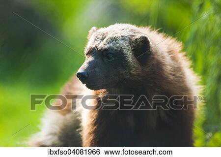 Stock Photograph - "Wolverine or Jarv (Gulo gulo), captive, Lower Saxony, Germany, Europe". Fotosearch