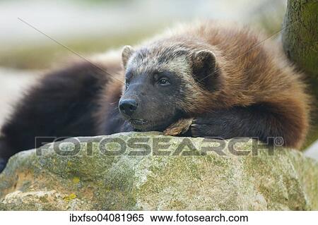 "Wolverine or Jarv (Gulo gulo), captive, Lower Saxony, Germany, Europe" View Large Photo Image Stock Photography - "Wolverine or Jarv (Gulo gulo), captive, Lower Saxony, Germany, Europe". Fotosearch