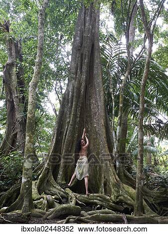 "Woman, 45, pulling on a liana of a Kapok (Ceiba pentandra), rainforest, Punta Uva, Puerto Viejo de Talamanca, Costa Rica, Central America, North America" View Large Photo Image Stock Image - "Woman, 45, pulling on a liana of a Kapok (Ceiba pentandra), rainforest, Punta Uva, Puerto Viejo de Talamanca, Costa Rica, Central America, North America". Fotosearch