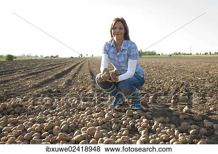 Woman collecting potatoes in a field View Large Photo Image Stock Photo - Woman collecting potatoes in a field. Fotosearch