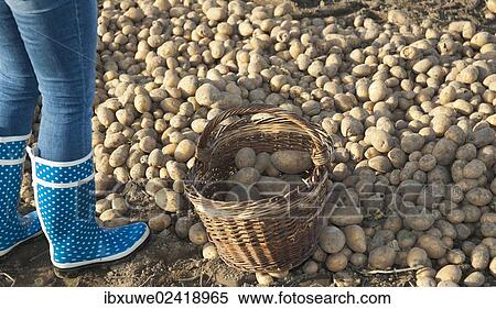 Stock Photography - Woman collecting potatoes in a field. Fotosearch