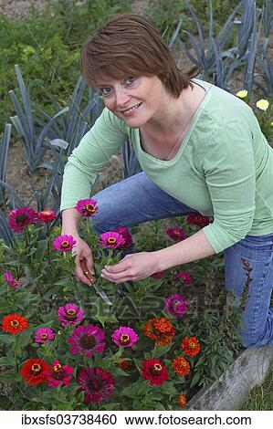 "Woman cutting flowers in a garden, Hesse, Germany, Europe" View Large Photo Image Stock Image - "Woman cutting flowers in a garden, Hesse, Germany, Europe". Fotosearch