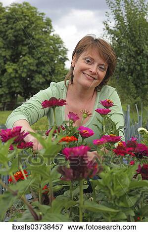 "Woman cutting flowers in a garden, Hesse, Germany, Europe" View Large Photo Image Stock Photo - "Woman cutting flowers in a garden, Hesse, Germany, Europe". Fotosearch