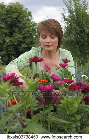 "Woman cutting flowers in a garden, Hesse, Germany, Europe" View Large Photo Image Stock Photo - "Woman cutting flowers in a garden, Hesse, Germany, Europe". Fotosearch