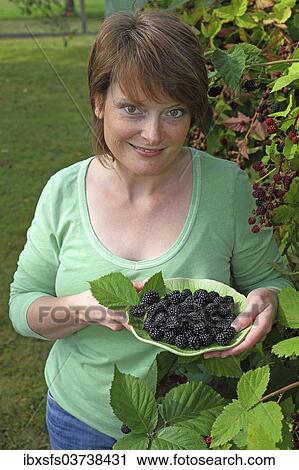 "Woman harvesting blackberries in a garden and holding them in a bowl, Hesse, Germany, Europe" View Large Photo Image Stock Image - "Woman harvesting blackberries in a garden and holding them in a bowl, Hesse, Germany, Europe". Fotosearch