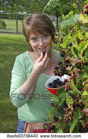 "Woman harvesting blackberries in a garden and holding them in a bowl, Hesse, Germany, Europe" View Large Photo Image Stock Image - "Woman harvesting blackberries in a garden and holding them in a bowl, Hesse, Germany, Europe". Fotosearch