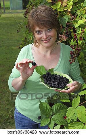 "Woman harvesting blackberries in a garden and holding them in a bowl, Hesse, Germany, Europe" View Large Photo Image Stock Photo - "Woman harvesting blackberries in a garden and holding them in a bowl, Hesse, Germany, Europe". Fotosearch