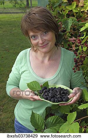 "Woman harvesting blackberries in a garden and holding them in a bowl, Hesse, Germany, Europe" View Large Photo Image Stock Photo - "Woman harvesting blackberries in a garden and holding them in a bowl, Hesse, Germany, Europe". Fotosearch