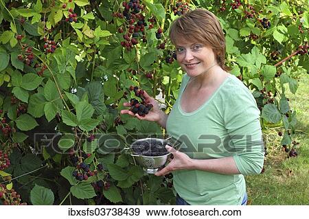 "Woman harvesting blackberries in a garden and holding them in a bowl, Hesse, Germany, Europe" View Large Photo Image Stock Photo - "Woman harvesting blackberries in a garden and holding them in a bowl, Hesse, Germany, Europe". Fotosearch