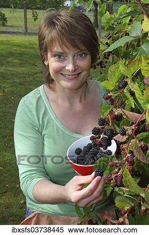 "Woman harvesting blackberries in a garden and holding them in a bowl, Hesse, Germany, Europe" View Large Photo Image Stock Photography - "Woman harvesting blackberries in a garden and holding them in a bowl, Hesse, Germany, Europe". Fotosearch