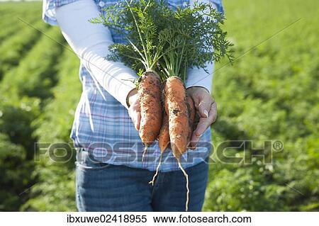 Woman harvesting carrots in a field View Large Photo Image Stock Photography - Woman harvesting carrots in a field. Fotosearch