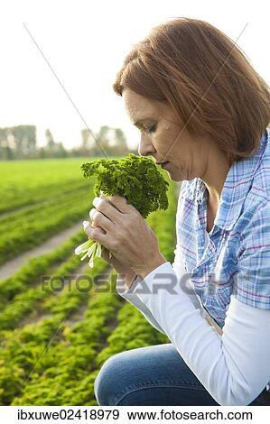 Woman harvesting parsley in a field View Large Photo Image Stock Photo - Woman harvesting parsley in a field. Fotosearch