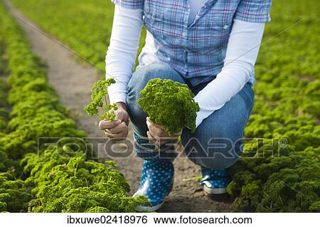 Woman harvesting parsley in a field View Large Photo Image Stock Photograph - Woman harvesting parsley in a field. Fotosearch