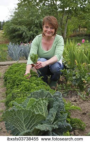 Stock Photography - "Woman in a garden between cabbage plants, Hesse, Germany, Europe". Fotosearch