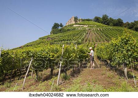 "Woman in the vineyard, Staufen castle ruins on the vineyard, Staufen im Breisgau, Black Forest, Baden-Wurttemberg, Germany, Europe" View Large Photo Image Stock Image - "Woman in the vineyard, Staufen castle ruins on the vineyard, Staufen im Breisgau, Black Forest, Baden-Wurttemberg, Germany, Europe". Fotosearch