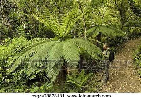 Stock Image - "Woman looks at a frond of a Tree Fern (Cyatheales), hiking trail through primary rainforest, North Island, New Zealand, Oceania". Fotosearch