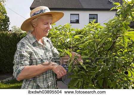 Woman pruning a fruit tree View Large Photo Image Picture - Woman pruning a fruit tree. Fotosearch