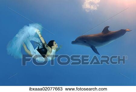"Woman swimming, diving with Bottlenose Dolphin (Tursiops truncatus)" View Large Photo Image Stock Image - "Woman swimming, diving with Bottlenose Dolphin (Tursiops truncatus)". Fotosearch