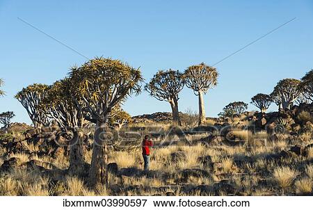 "Woman taking photos of quiver trees, Karas Region, Namibia, Africa" View Large Photo Image Stock Photo - "Woman taking photos of quiver trees, Karas Region, Namibia, Africa". Fotosearch