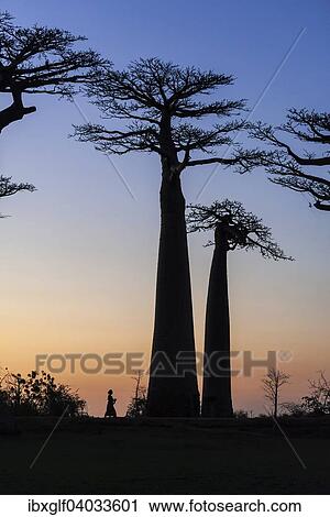 "Woman walking on the Avenue of the Baobabs, African baobab (Adansonia digitata), at sunset, Morondava, Madagascar, Africa" View Large Photo Image Stock Image - "Woman walking on the Avenue of the Baobabs, African baobab (Adansonia digitata), at sunset, Morondava, Madagascar, Africa". Fotosearch