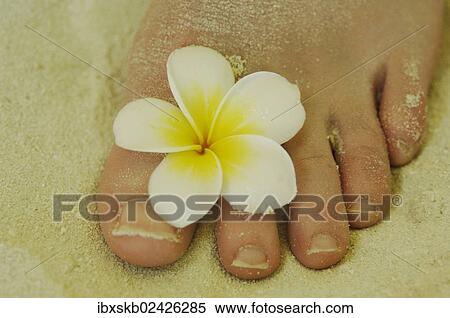 "Woman's foot in the sand, flower between her toes" View Large Photo Image Stock Photography - "Woman's foot in the sand, flower between her toes". Fotosearch