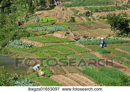"Women working in vegetable fields, Mai Chau Valley, Northern Vietnam, Vietnam, Asia" View Large Photo Image Stock Photo - "Women working in vegetable fields, Mai Chau Valley, Northern Vietnam, Vietnam, Asia". Fotosearch