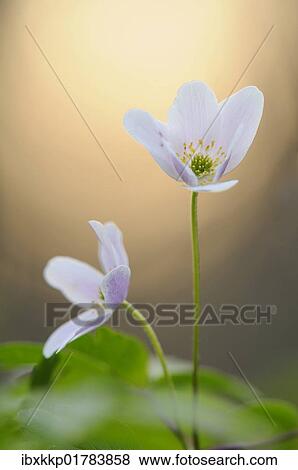"Wood Anemone (Anemone nemorosa) in Auwald forest near Leipzig, Saxony, Germany, Europe" View Large Photo Image Stock Photo - "Wood Anemone (Anemone nemorosa) in Auwald forest near Leipzig, Saxony, Germany, Europe". Fotosearch