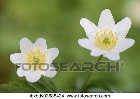 "Wood Anemone (Anemone nemorosa), flowering, Germany, Europe" View Large Photo Image Picture - "Wood Anemone (Anemone nemorosa), flowering, Germany, Europe". Fotosearch