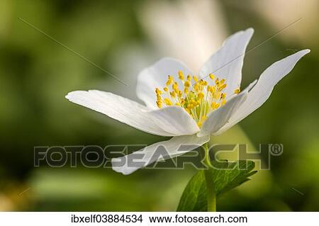 "Wood Anemone (Anemone nemorosa), Saxony-Anhalt, Germany, Europe" View Large Photo Image Picture - "Wood Anemone (Anemone nemorosa), Saxony-Anhalt, Germany, Europe". Fotosearch