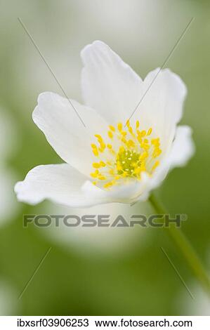 "Wood Anemone (Anemone nemorosa), Hesse, Germany, Europe" View Large Photo Image Stock Image - "Wood Anemone (Anemone nemorosa), Hesse, Germany, Europe". Fotosearch