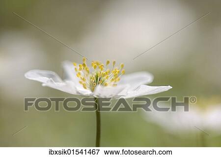 Wood Anemone (Anemone nemorosa) View Large Photo Image Stock Photo - Wood Anemone (Anemone nemorosa). Fotosearch
