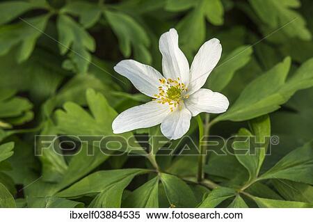 "Wood Anemone (Anemone nemorosa), Saxony-Anhalt, Germany, Europe" View Large Photo Image Stock Photography - "Wood Anemone (Anemone nemorosa), Saxony-Anhalt, Germany, Europe". Fotosearch