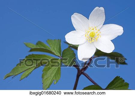 Stock Image - "Wood Anemone, European Thimbleweed, Crowfoot, European wood anemone, Smell fox, Wind crowfoot, Wind Flower (Anemone nemorosa)". Fotosearch
