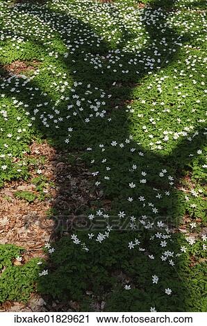 "Wood Anemone or Thimbleweed (Anemone nemorosa) and a shadow silhouette of a tree, spring, Nuessenberger Busch forest, Cologne, North Rhine-Westphalia, Germany, Europe" View Large Photo Image Stock Image - "Wood Anemone or Thimbleweed (Anemone nemorosa) and a shadow silhouette of a tree, spring, Nuessenberger Busch forest, Cologne, North Rhine-Westphalia, Germany, Europe". Fotosearch