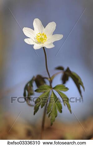 "Wood Anemone, windflower or thimbleweed (Anemone nemorosa), flowering, Hainich National Park, Nationalpark Hainich, Thuringia, Germany, Europe" View Large Photo Image Stock Image - "Wood Anemone, windflower or thimbleweed (Anemone nemorosa), flowering, Hainich National Park, Nationalpark Hainich, Thuringia, Germany, Europe". Fotosearch