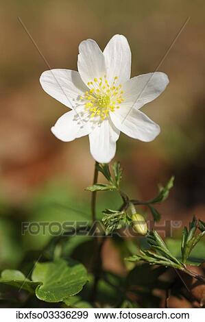 "Wood Anemone, windflower or thimbleweed (Anemone nemorosa), flowering, Hainich National Park, Thuringia, Germany, Europe" View Large Photo Image Stock Photo - "Wood Anemone, windflower or thimbleweed (Anemone nemorosa), flowering, Hainich National Park, Thuringia, Germany, Europe". Fotosearch