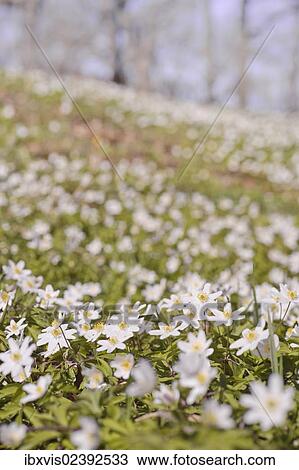 "Wood Anemones (Anemone nemorosa), Sweden, Europe" View Large Photo Image Stock Image - "Wood Anemones (Anemone nemorosa), Sweden, Europe". Fotosearch