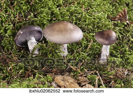 "Wood Blewit (Lepista nuda), Untergroeningen, Baden-Wuerttemberg, Germany, Europe" View Large Photo Image Stock Image - "Wood Blewit (Lepista nuda), Untergroeningen, Baden-Wuerttemberg, Germany, Europe". Fotosearch