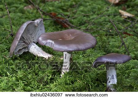 Stock Photo - "Wood blewit (Lepista nuda), Untergroeningen, Baden-Wuerttemberg, Germany, Europe". Fotosearch