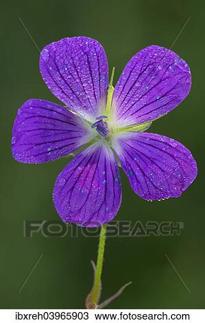 "Wood Cranesbill (Geranium sylvaticum), Tyrol, Austria, Europe" View Large Photo Image Stock Image - "Wood Cranesbill (Geranium sylvaticum), Tyrol, Austria, Europe". Fotosearch