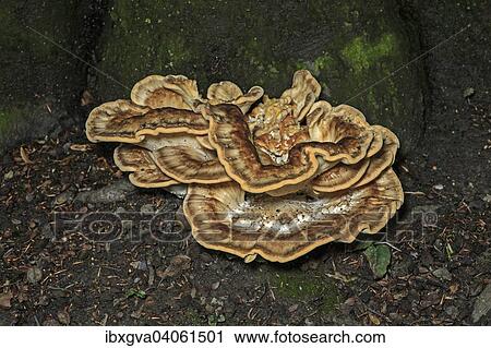 "Wood-decomposing Giant Polypore or Black-staining Polypore fungus (Meripilus giganteus), saprobic, Switzerland, Europe" View Large Photo Image Stock Image - "Wood-decomposing Giant Polypore or Black-staining Polypore fungus (Meripilus giganteus), saprobic, Switzerland, Europe". Fotosearch