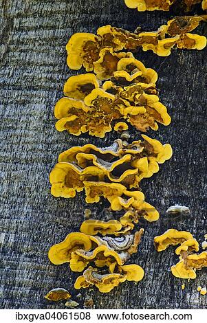 "Wood-decomposing Hairy Stereum fungus (Stereum hirsutum), inedible, Switzerland, Europe" View Large Photo Image Stock Photo - "Wood-decomposing Hairy Stereum fungus (Stereum hirsutum), inedible, Switzerland, Europe". Fotosearch