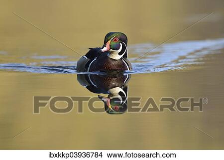 "Wood Duck (Aix sponsa), escaped animal, Saxony, Germany, Europe" View Large Photo Image Picture - "Wood Duck (Aix sponsa), escaped animal, Saxony, Germany, Europe". Fotosearch