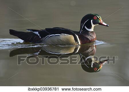 "Wood Duck (Aix sponsa), escaped animal, Saxony, Germany, Europe" View Large Photo Image Stock Image - "Wood Duck (Aix sponsa), escaped animal, Saxony, Germany, Europe". Fotosearch